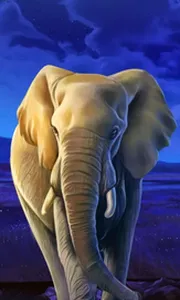African Elephant